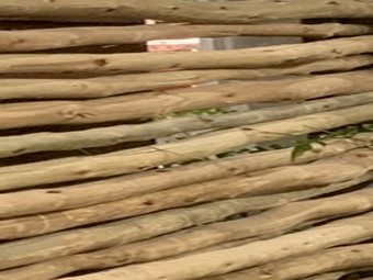 Eucalyptus_Stangen_ einzeln.jpg