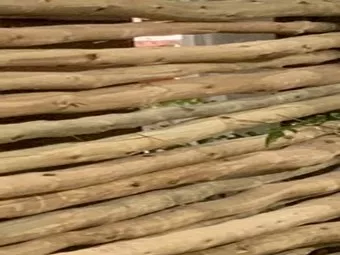 Eucalyptus_Stangen_ einzeln.jpg