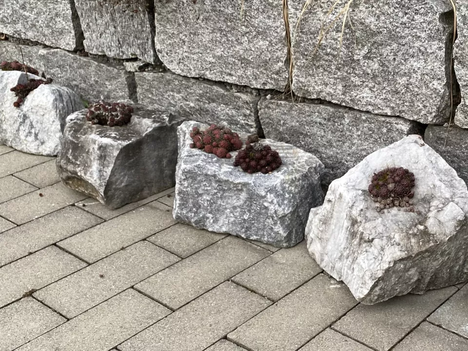 Pflaenzlisteine2_r9wk4aztwb77.jpg Pflaenzlisteine2_r9wk4aztwb77.jpg